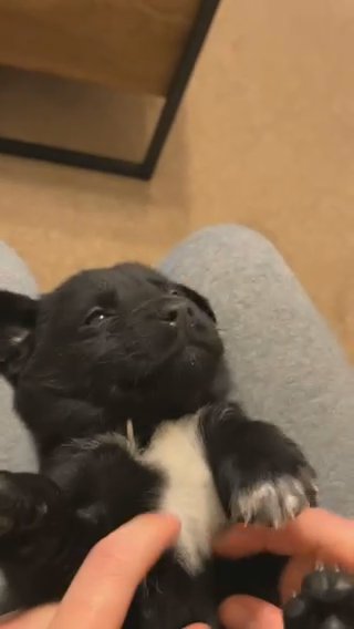 Labrador X Border Collie pup