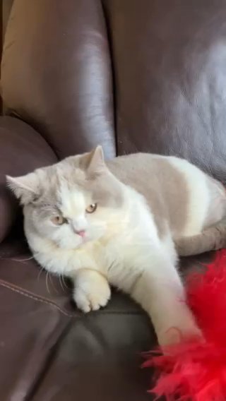 Male British Short Hair Kitten