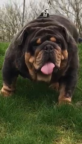 English Bulldog Stud