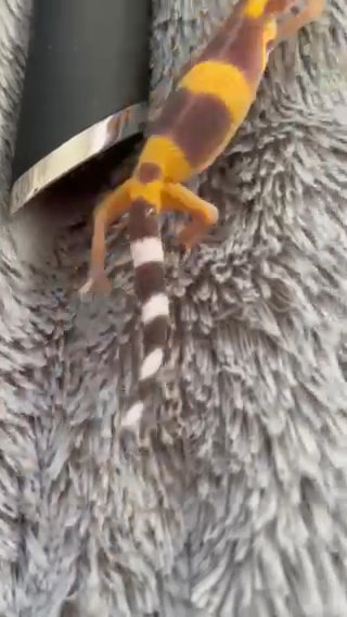 leopard geckos babies