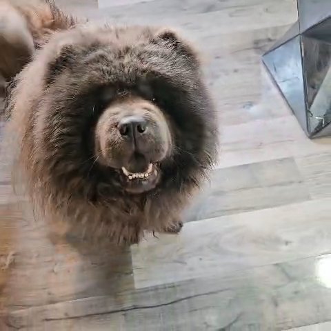 Kc blue  chow chow