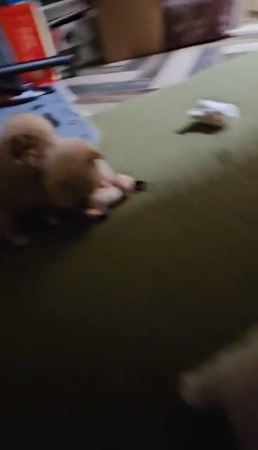 4 POMERANIANS UP FOR RESERVATION