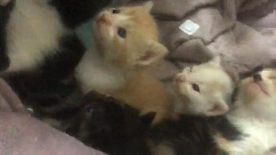 They Are So Cute