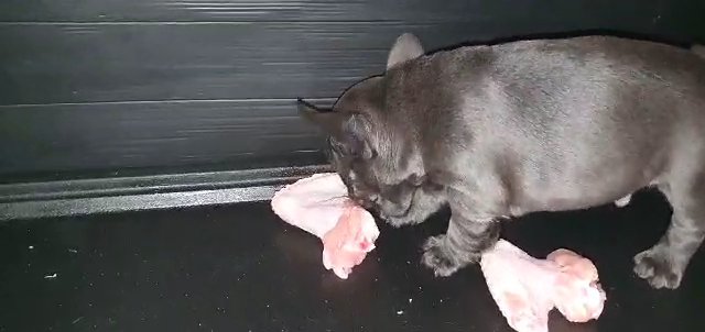 Blue French Bulldog Boy Pink