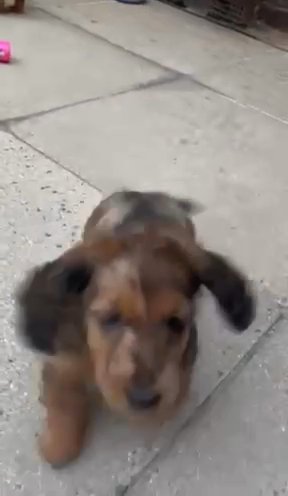 Miniature Long Haired Dacshunds