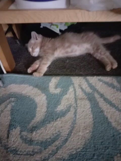 Norwegian Forest kittens