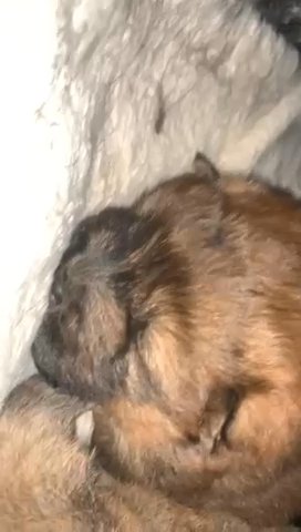 Female Chow Chow