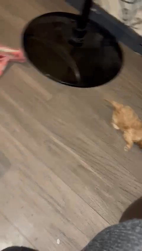 cockapoo puppies