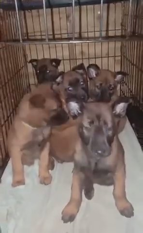 Quality Belgian Malinois Puppies
