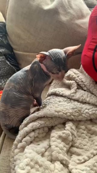 Sphynx Kitten