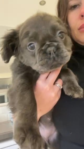 Beautiful Blue And Tan Fluffy French Bulldog Pet Priced Only