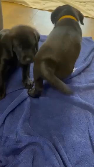 Labrador Puppies For Sale