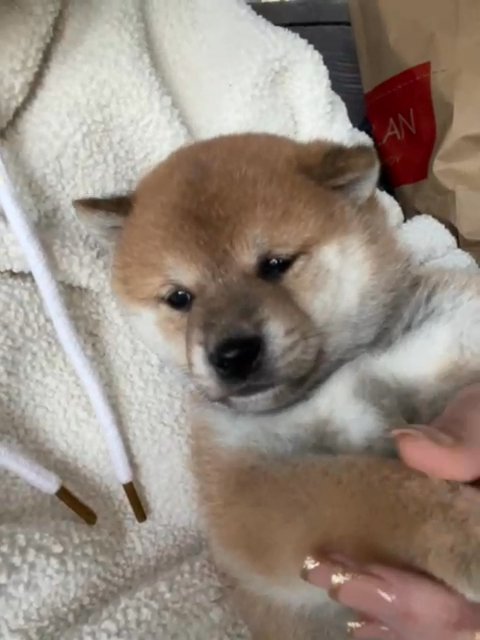 beautiful Japanese Shiba Inu puppies