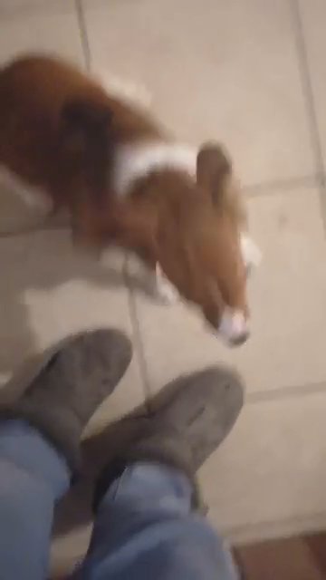 Girl kooikerhondje