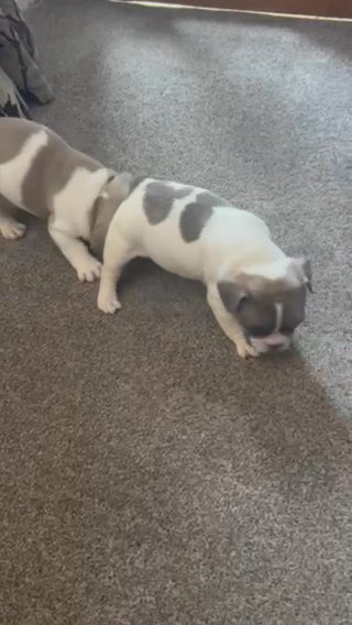 Gorgeous Pied French Bulldog Puppies