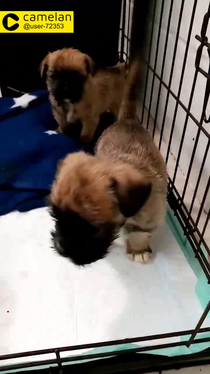 Cavachon puppies