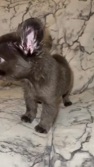Blue Fluffy Male Frenchie