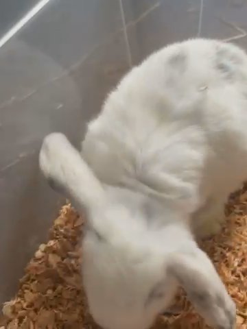 Pure French Lop Buck