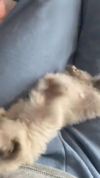 pebble female ragdoll kitten