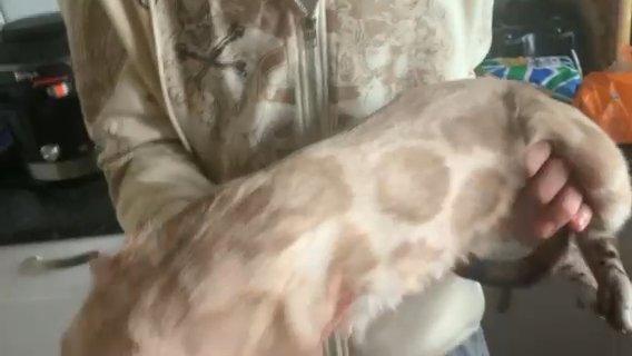 Silver Snow Charcoal Bengal Boy TICA 5 Generation Pedigree