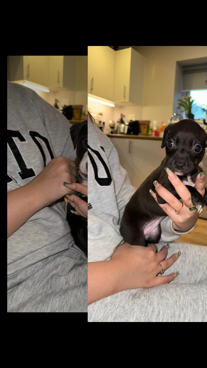 puppies for sale