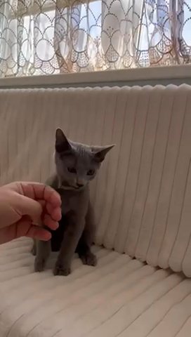 Stunning Full Pedigree TICA registered Russian Blue Kitten