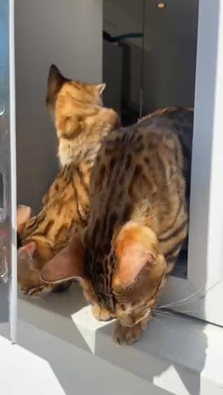 Stunning Bengal kittens ?