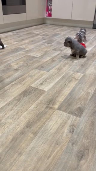 French Bulldogs For Sale in Leicester