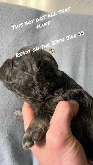 Visual Fluffy French Bulldog in Cheshire West and Chester
