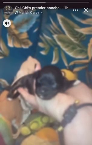 Toy Shihpoo Puppies in Blackpool