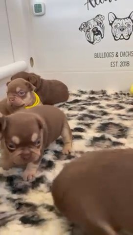 1 GIRL AND 1 BOY LEFT - READY NOW in Kent