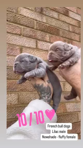 True To Type French Bulldogs in London