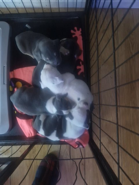 American pocket bully pups in Belfast