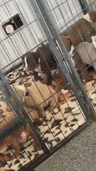 Bullmastiff Pups in Dartford