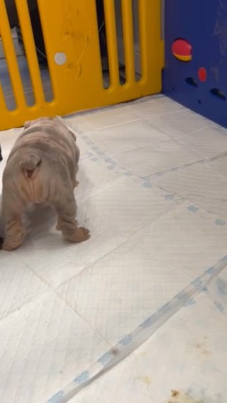 English Bulldog Boy in Nuneaton & Bedworth