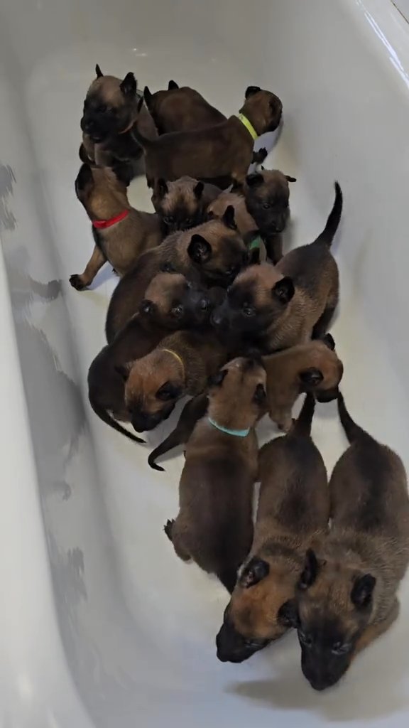 Belgium malinois in Coventry