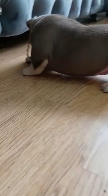 American bully pocket puppies beautiful
