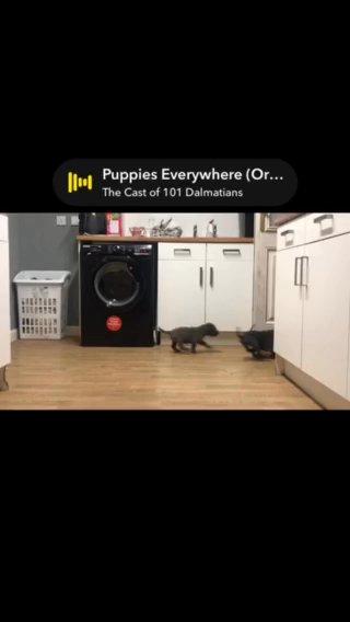 ?? REDUCED ?? Blue CaneCorso Puppies in Nuneaton & Bedworth