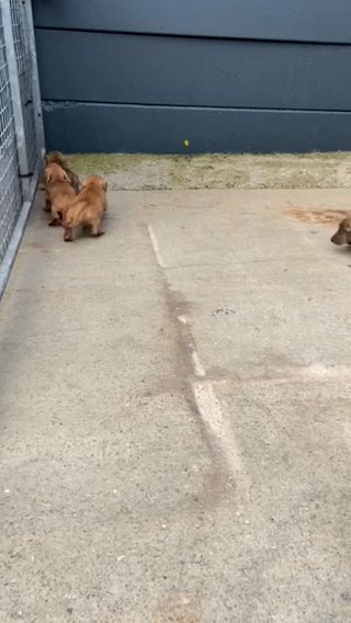 Last Male Brindle Daschund in Leeds