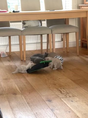 British shorthair kittens
