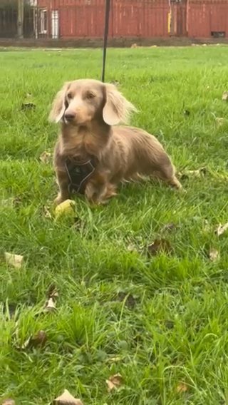 Fifty?isabella and tan Fluffy Dauchshund STUD in Liverpool
