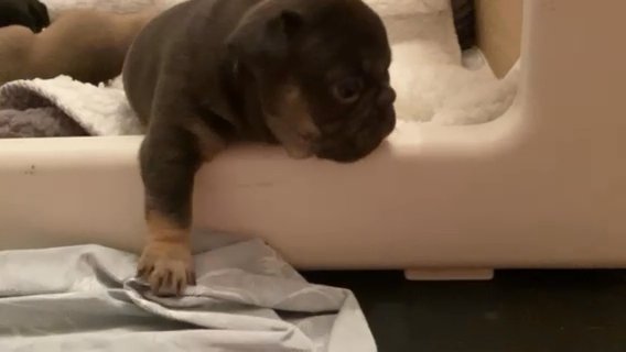 Lovley French Bulldogs