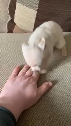 Pomchi (Girl) in Wycombe