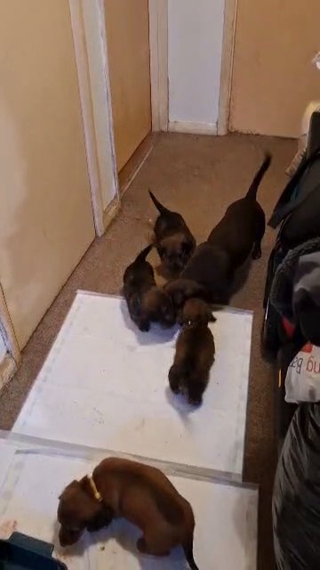 miniature dachshund in Telford and Wrekin
