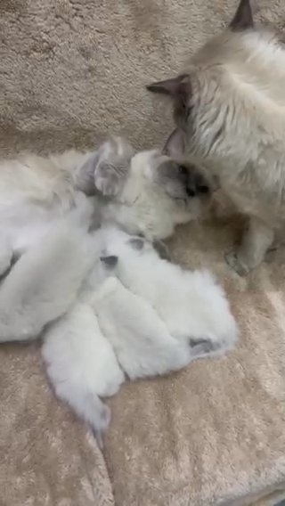 GCCF CHAMPION BLOOD LINE BLUE POINT RAGDOLL KITTENS FOR SALE