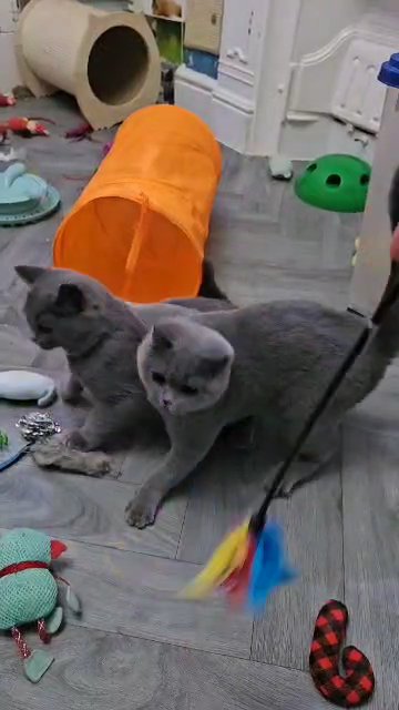 Blue British shorthaired female in Denbighshire