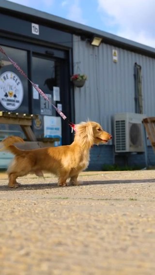 Mini Dashund in London