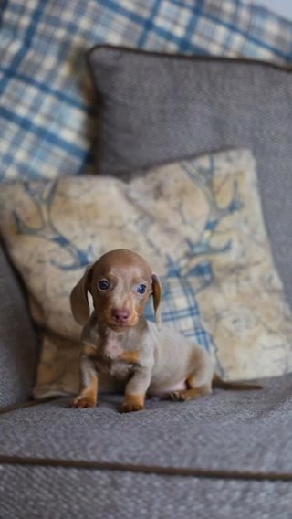 Mini Dashund in London