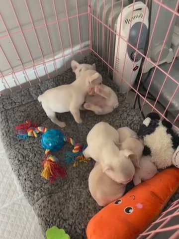 Platinum French Bulldogs