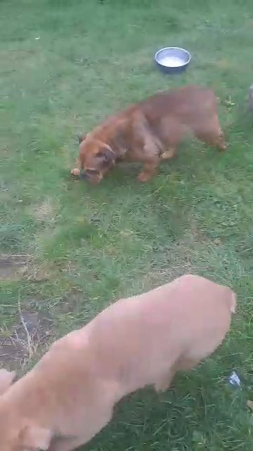 Traditional Female English Bulldog for Sale in Birmingham